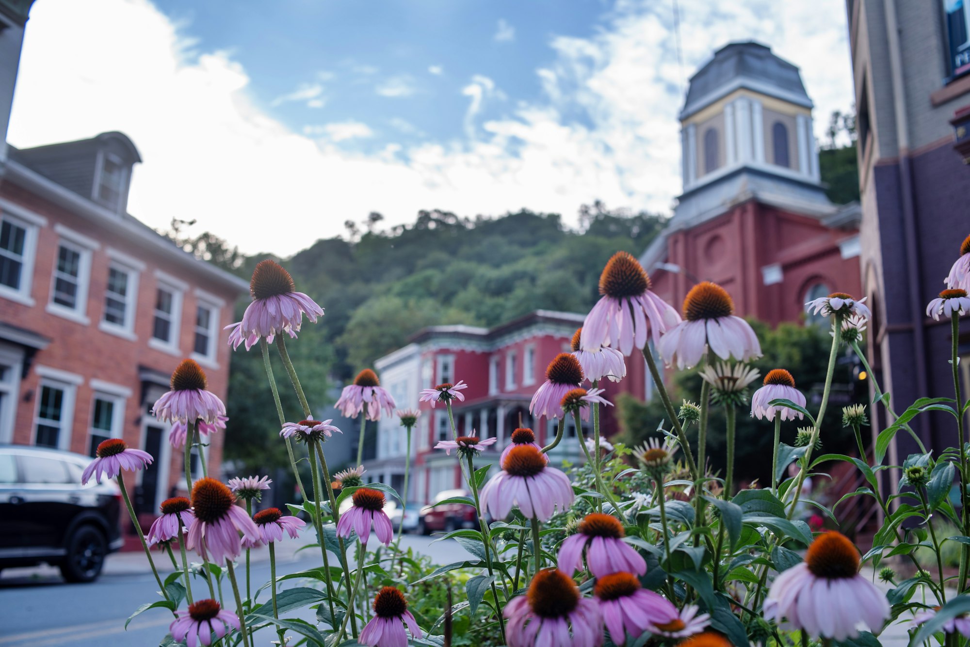 Pink coneflowers blooming along a historic brick storefront street in downtown Redstone.
